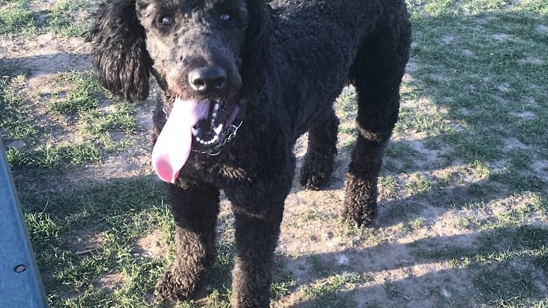 Sweden Dog Park - Brockport, NY