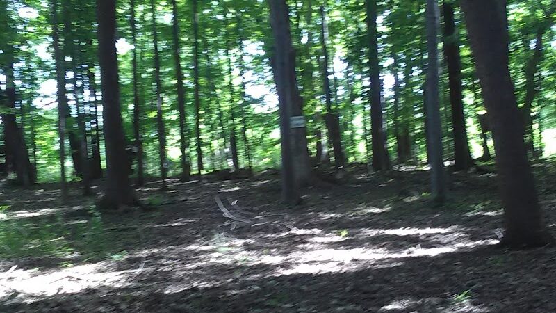 Sweden Dog Park - Brockport, NY