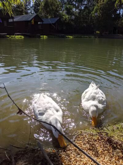 Brookeland / Lake Sam Rayburn KOA Holiday - Brookeland, TX