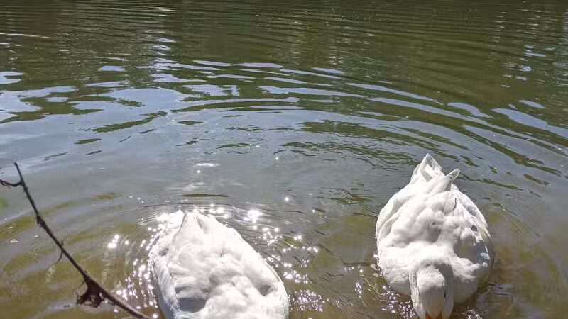 Brookeland / Lake Sam Rayburn KOA Holiday - Brookeland, TX