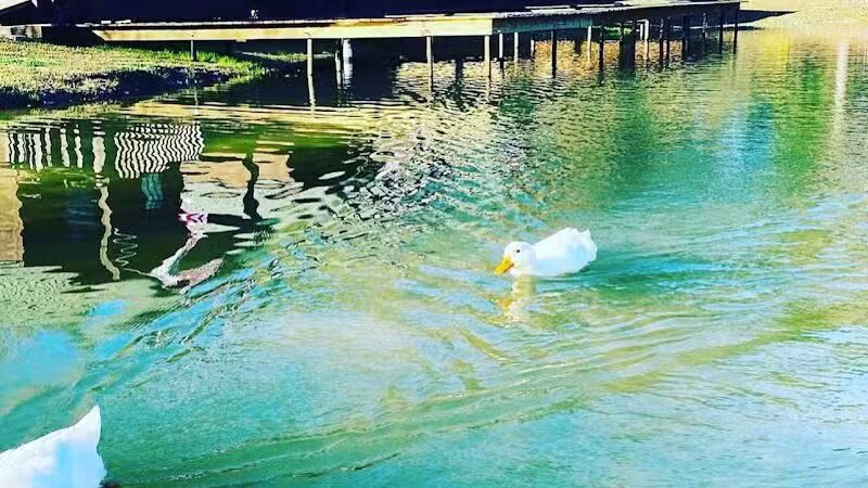 Brookeland / Lake Sam Rayburn KOA Holiday - Brookeland, TX