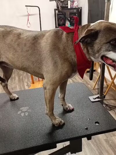 Panda Queens Grooming Salon - Brookeland, TX