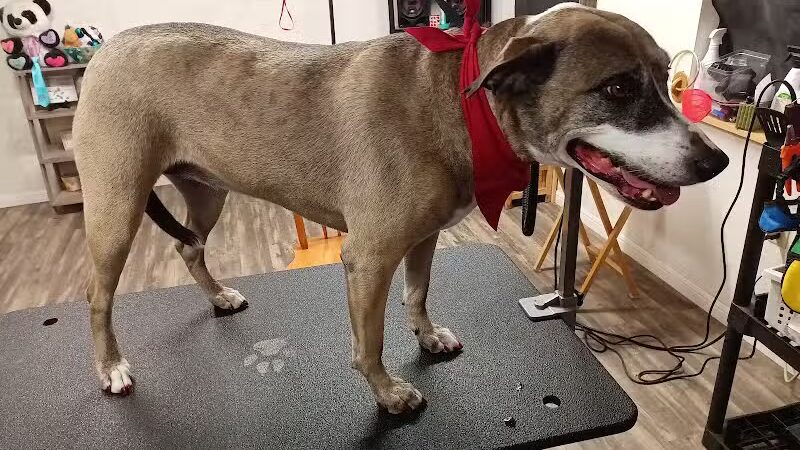 Panda Queens Grooming Salon - Brookeland, TX