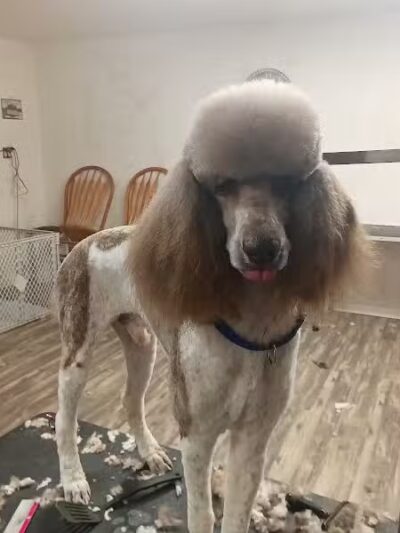 Panda Queens Grooming Salon - Brookeland, TX