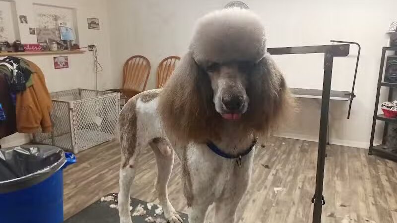 Panda Queens Grooming Salon - Brookeland, TX