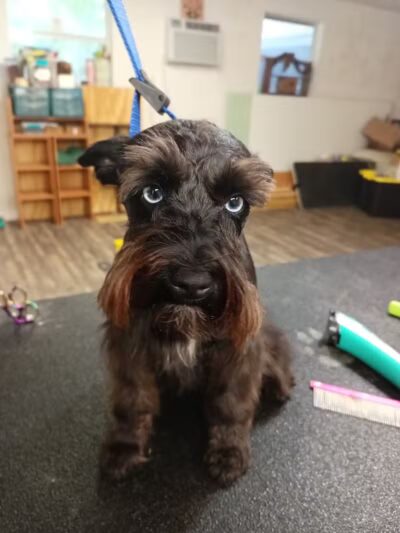 Panda Queens Grooming Salon - Brookeland, TX