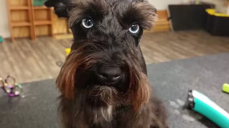 Panda Queens Grooming Salon - Brookeland, TX