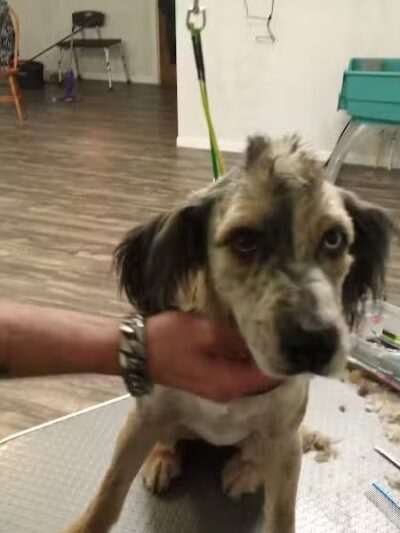 Panda Queens Grooming Salon - Brookeland, TX