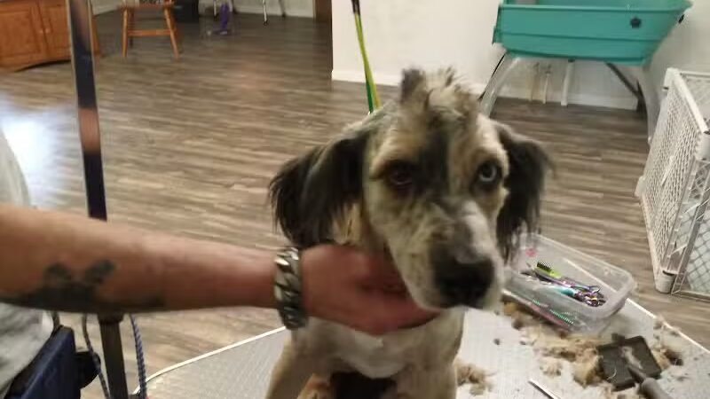 Panda Queens Grooming Salon - Brookeland, TX