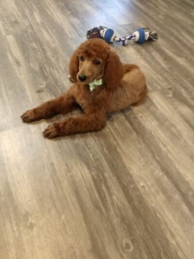 Panda Queens Grooming Salon - Brookeland, TX