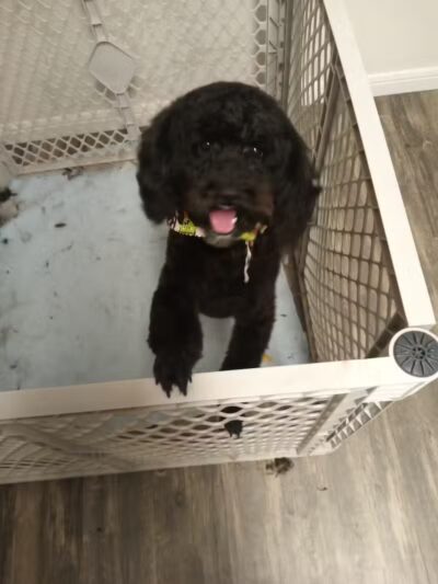 Panda Queens Grooming Salon - Brookeland, TX