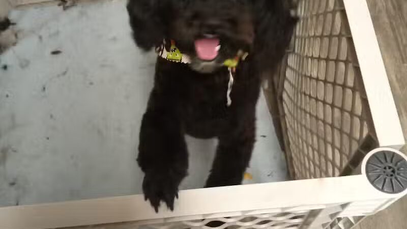 Panda Queens Grooming Salon - Brookeland, TX