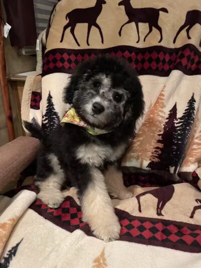 Panda Queens Grooming Salon - Brookeland, TX