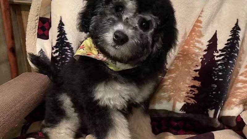 Panda Queens Grooming Salon - Brookeland, TX