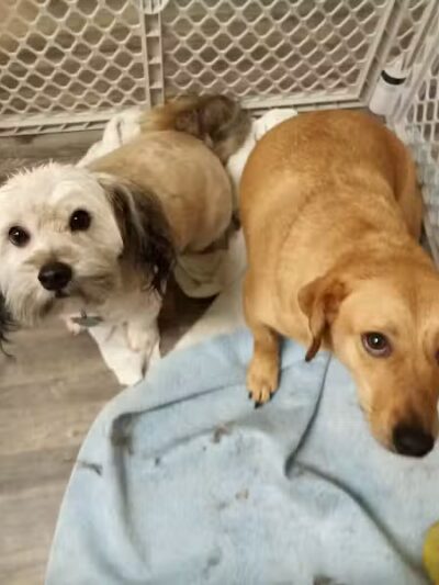 Panda Queens Grooming Salon - Brookeland, TX