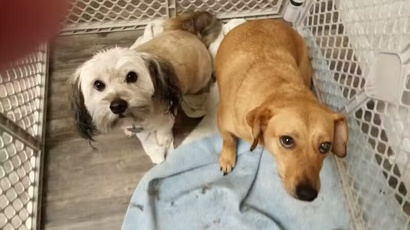 Panda Queens Grooming Salon - Brookeland, TX