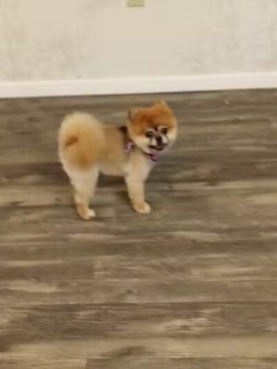 Panda Queens Grooming Salon - Brookeland, TX