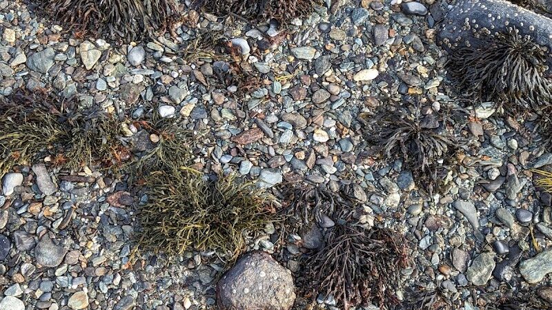 Harriman Point Preserve - Brooklin, ME