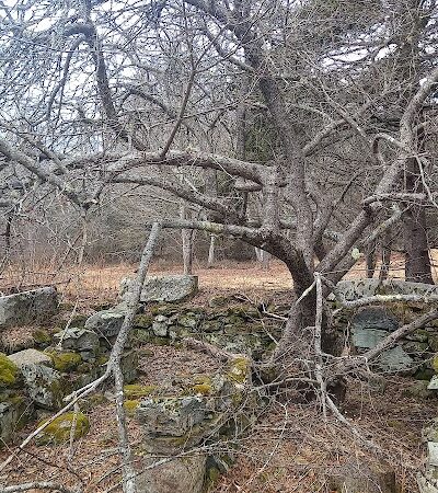Harriman Point Preserve - Brooklin, ME