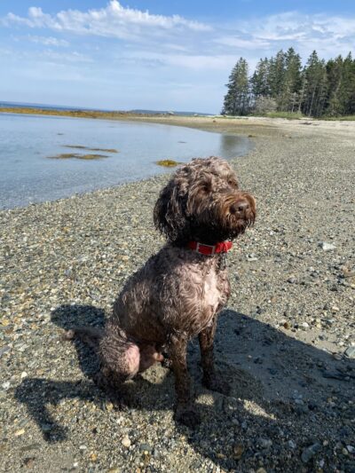 Eastern Beach - Brooklin, ME