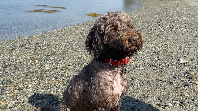 Eastern Beach - Brooklin, ME