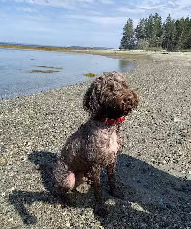 Eastern Beach - Brooklin, ME