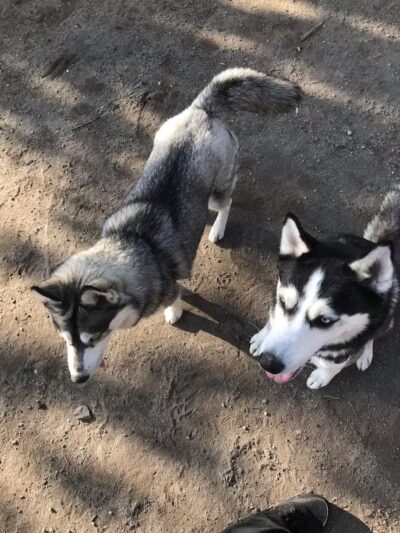 Cobble Hill Dog Park - Brooklyn, NY