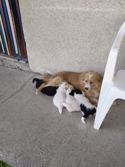 Cobble Hill Dog Park - Brooklyn, NY