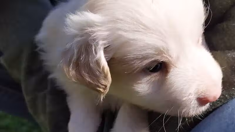 Cobble Hill Dog Park - Brooklyn, NY