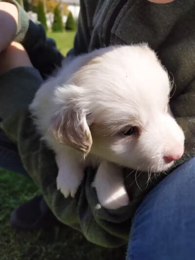 Cobble Hill Dog Park - Brooklyn, NY