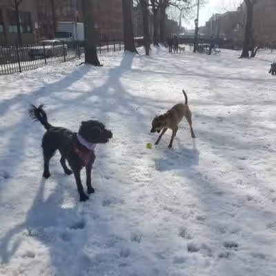 Cobble Hill Dog Park - Brooklyn, NY