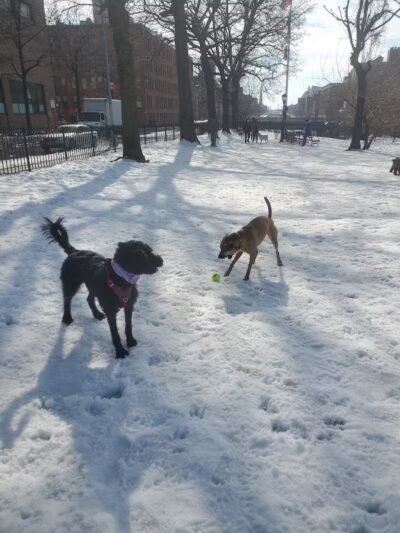 Cobble Hill Dog Park - Brooklyn, NY