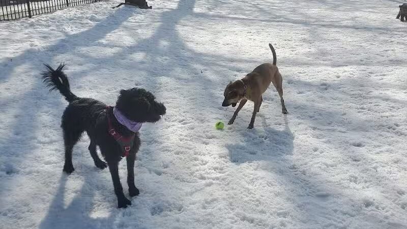 Cobble Hill Dog Park - Brooklyn, NY
