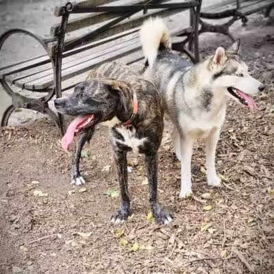 Cobble Hill Dog Park - Brooklyn, NY