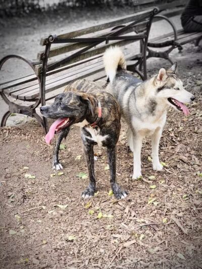 Cobble Hill Dog Park - Brooklyn, NY
