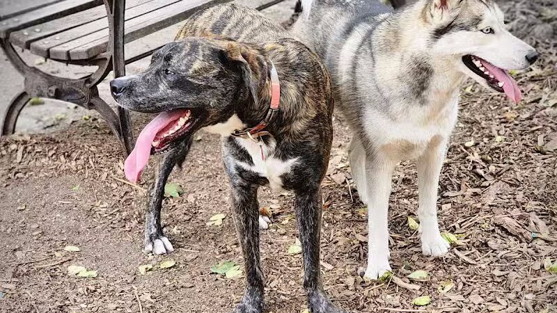 Cobble Hill Dog Park - Brooklyn, NY