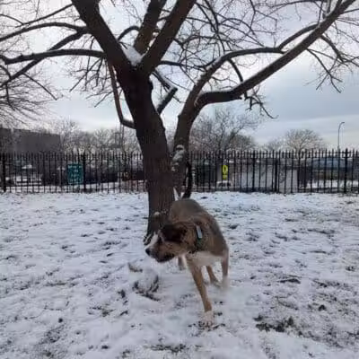 Cobble Hill Dog Park - Brooklyn, NY