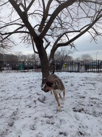 Cobble Hill Dog Park - Brooklyn, NY