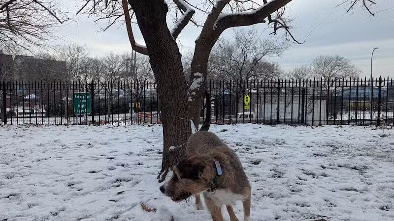 Cobble Hill Dog Park - Brooklyn, NY