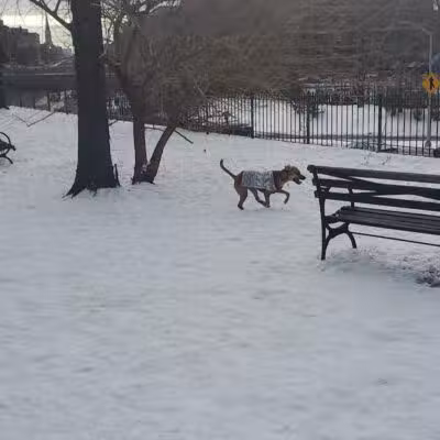 Cobble Hill Dog Park - Brooklyn, NY