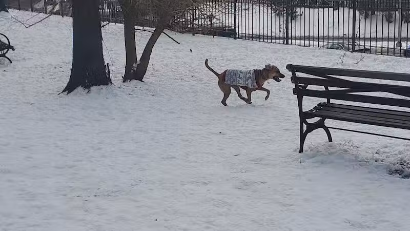 Cobble Hill Dog Park - Brooklyn, NY