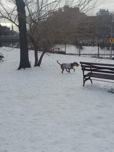 Cobble Hill Dog Park - Brooklyn, NY