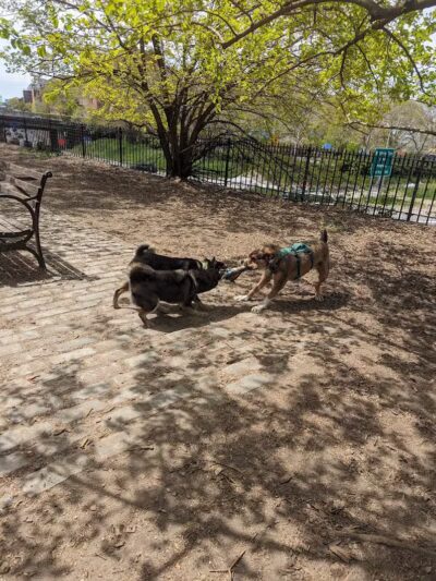 Cobble Hill Dog Park - Brooklyn, NY