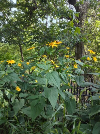 Highland Park - Brooklyn, NY