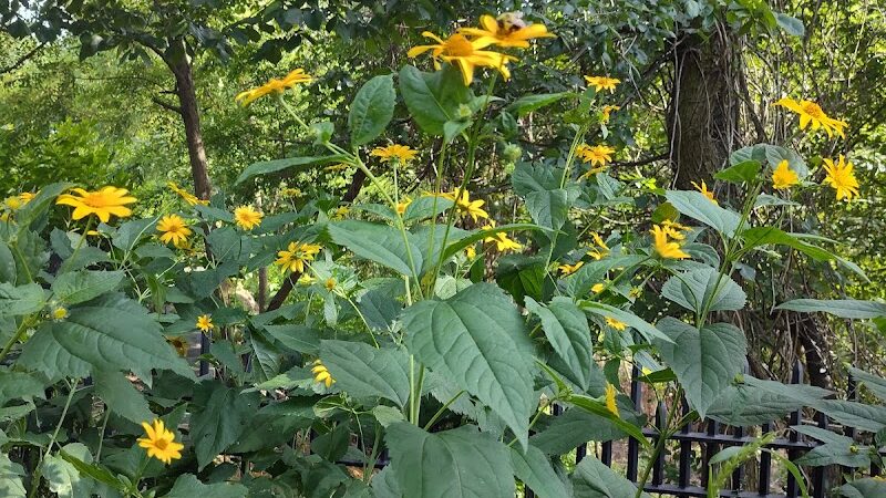 Highland Park - Brooklyn, NY