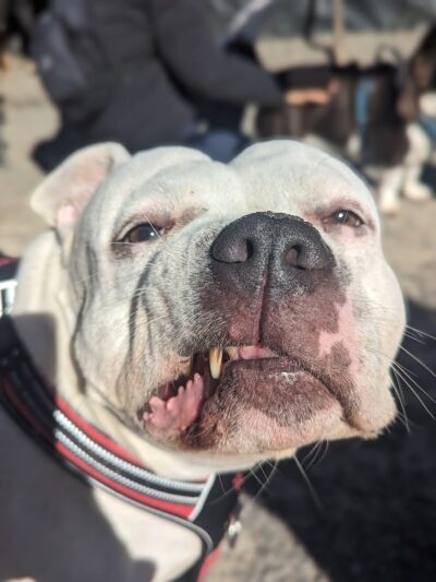 Maria Hernandez Park Dog Run - Brooklyn, NY