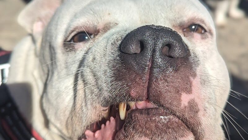 Maria Hernandez Park Dog Run - Brooklyn, NY