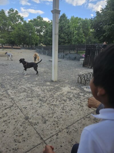 Maria Hernandez Park Dog Run - Brooklyn, NY
