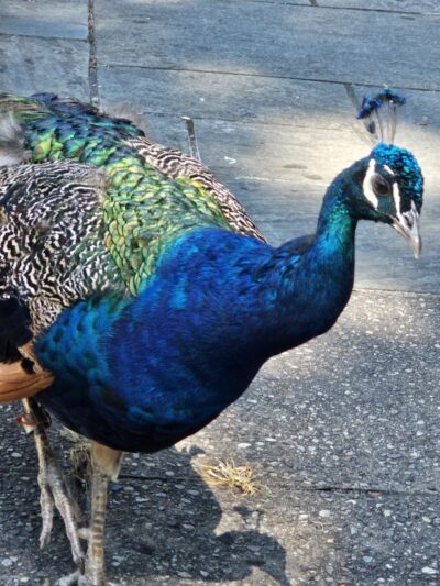 Prospect Park - Brooklyn, NY