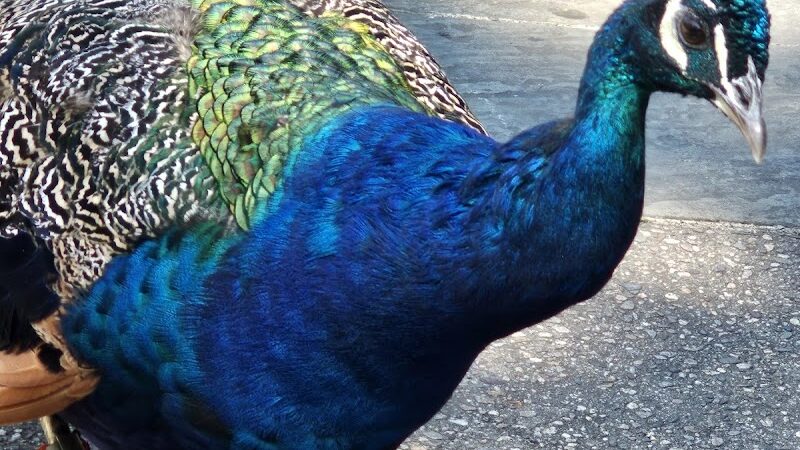 Prospect Park - Brooklyn, NY